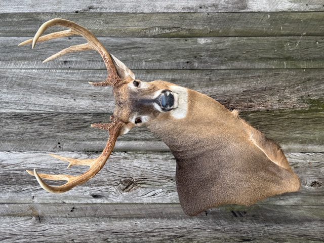 SUR-WP-21 · Cole Mears