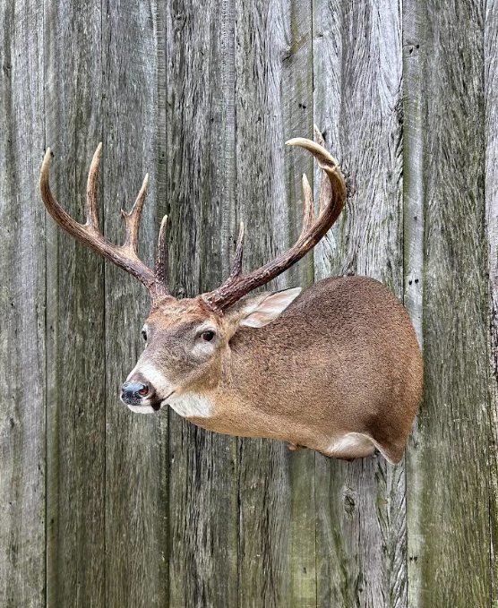 OSSL-23 · Mounted by Benjamin Barber — Offset Super Sneak whitetail taxidermy form by Mears Whitetail Forms