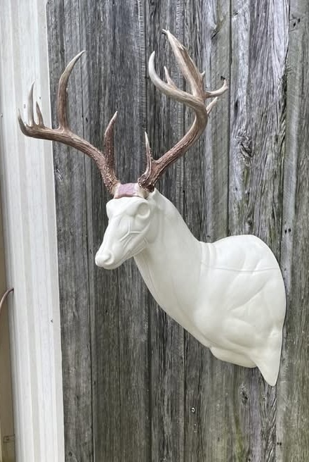 ASL-23 — Aggressive Sweep whitetail taxidermy form by Mears Whitetail Forms