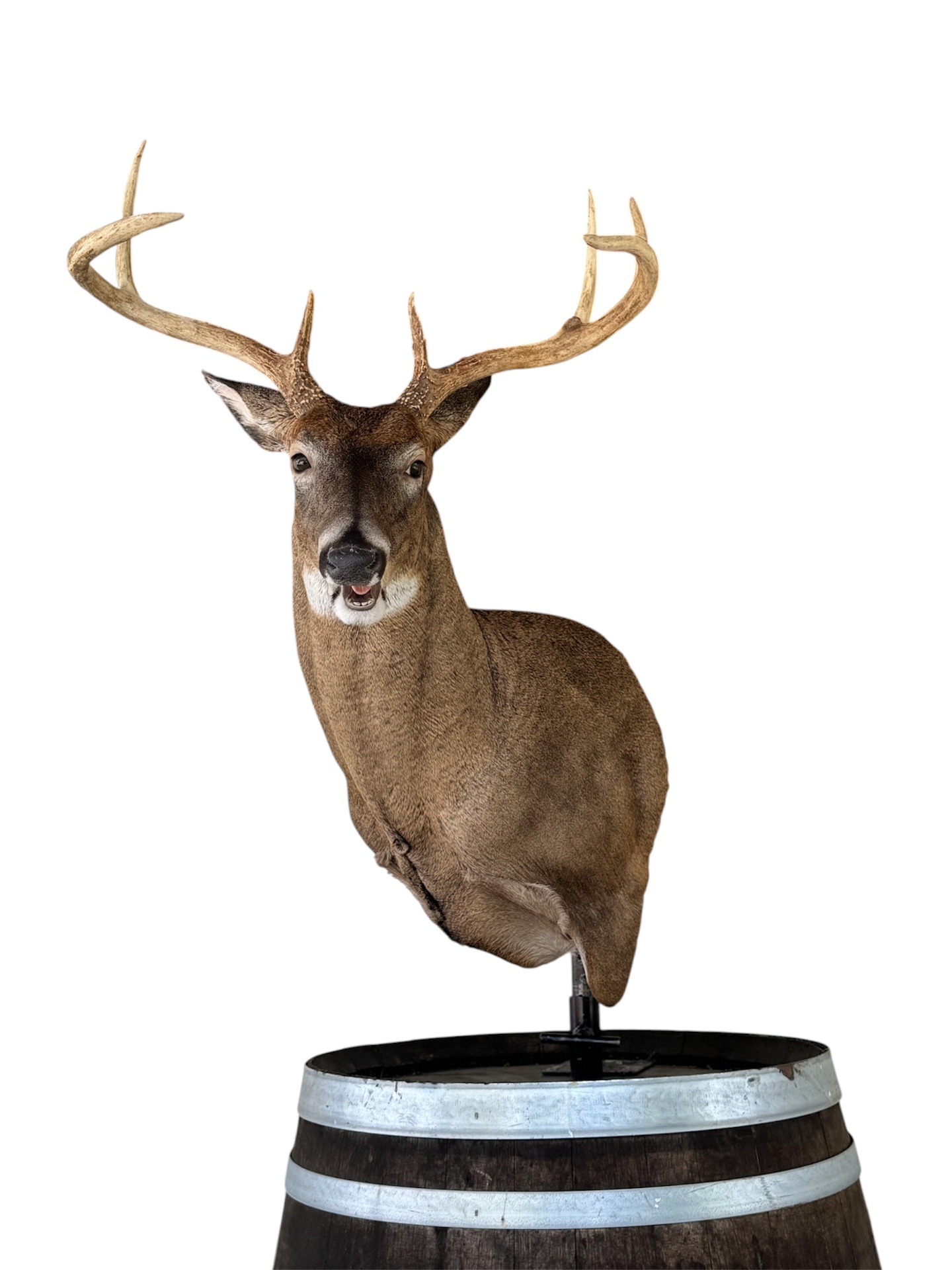 ASL-21 — Aggressive Sweep whitetail taxidermy form by Mears Whitetail Forms