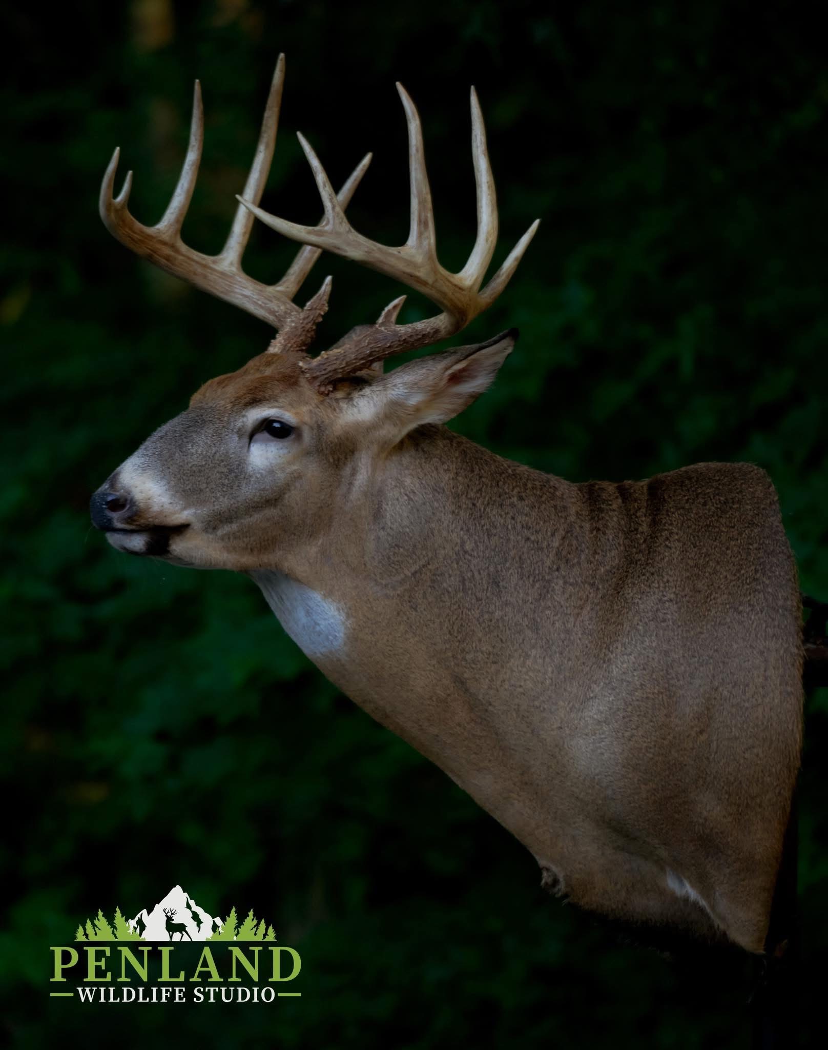 SSL-28 · Mounted by Jason Penland — Semi-Sneak whitetail taxidermy form by Mears Whitetail Forms