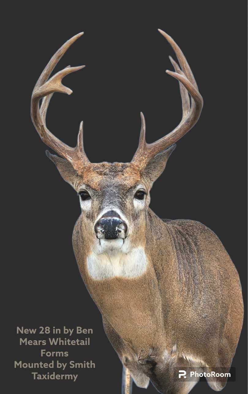 SSL-28 · Mounted by Todd Smith — Semi-Sneak whitetail taxidermy form by Mears Whitetail Forms