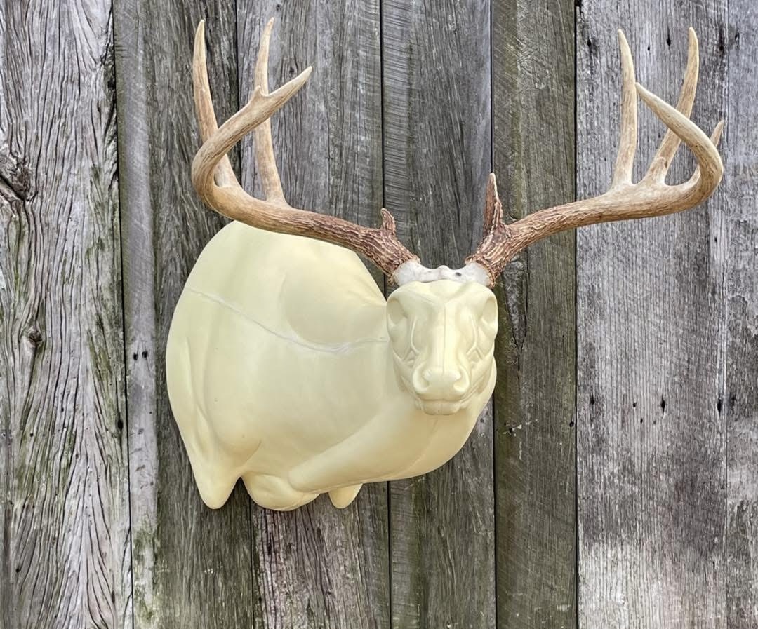 OSSR-24 — Offset Super Sneak whitetail taxidermy form by Mears Whitetail Forms