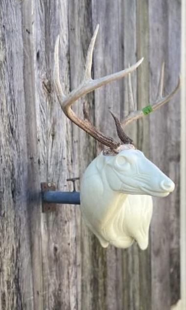 FSL-WP-20 — Wall Pedestals whitetail taxidermy form by Mears Whitetail Forms