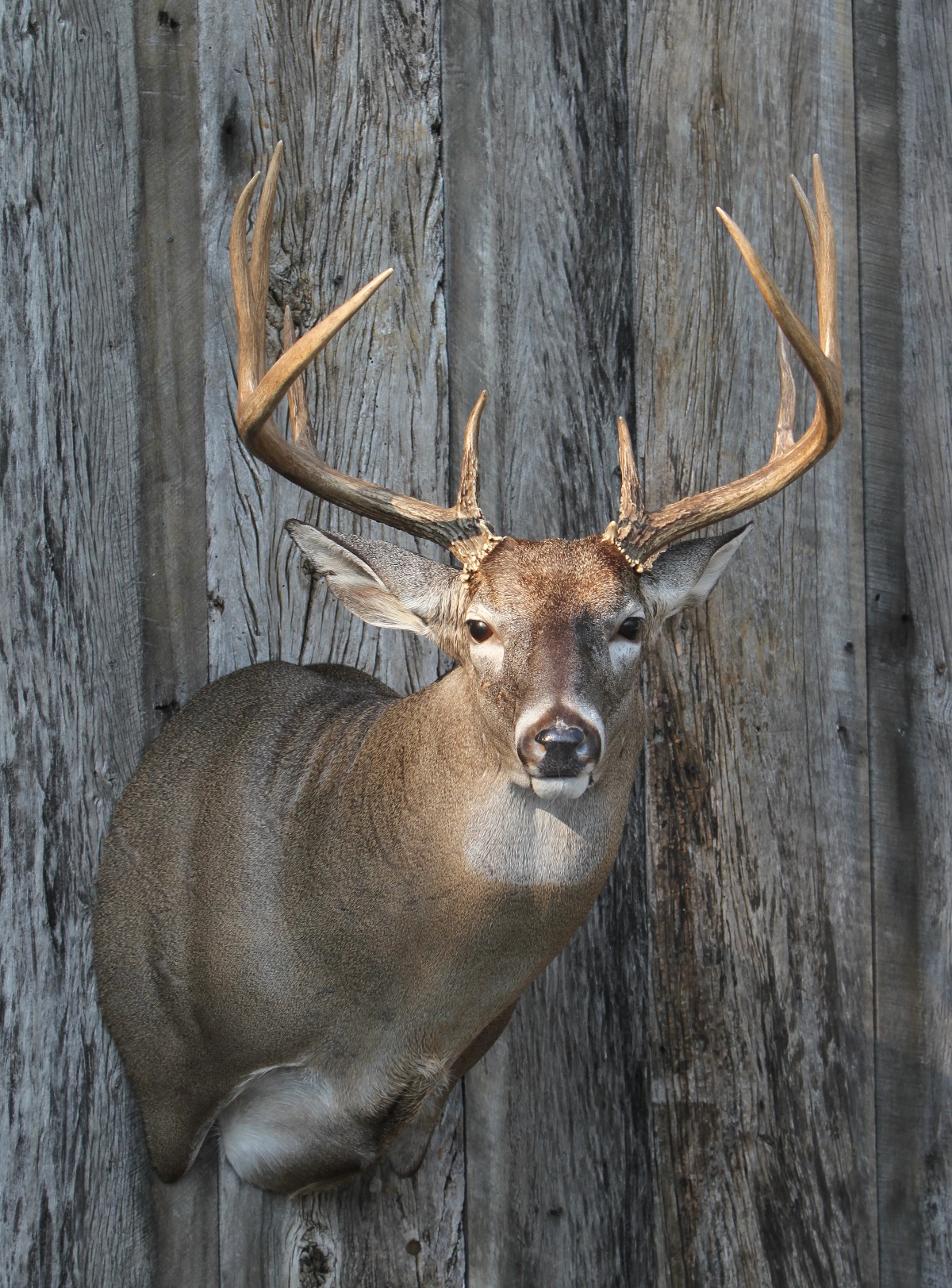 SSR-22 · Finished mount