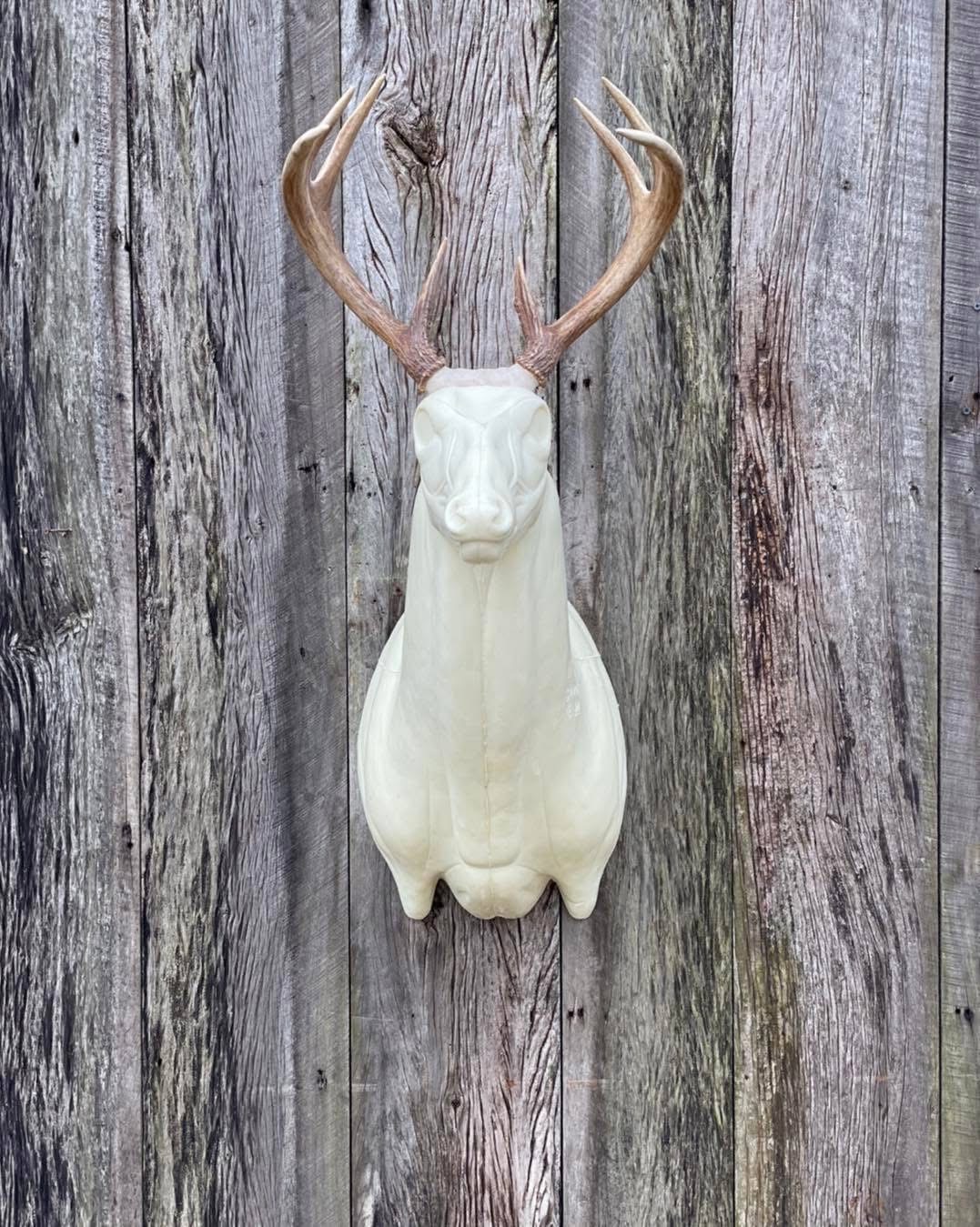 UPST-18 — Uprights whitetail taxidermy form by Mears Whitetail Forms