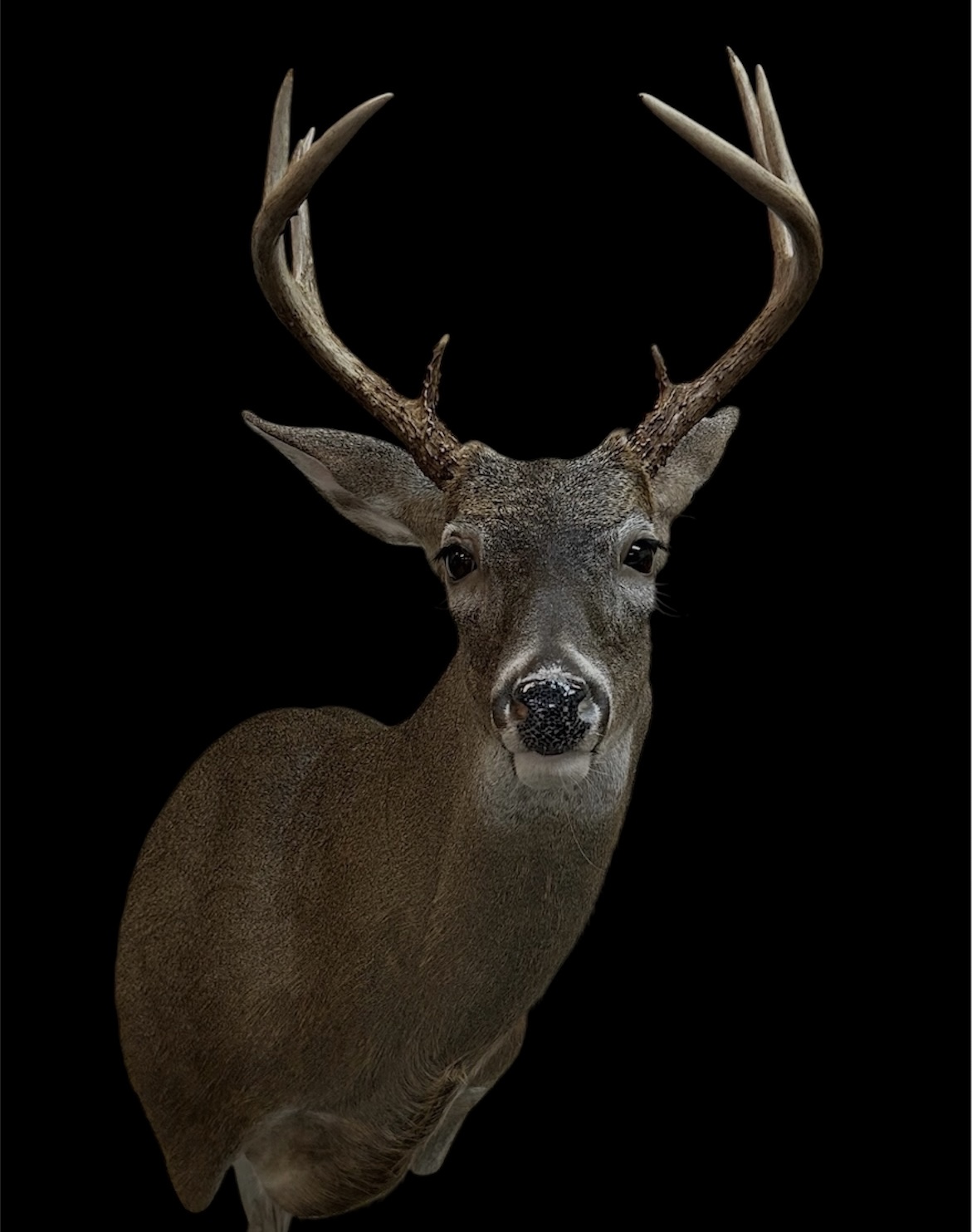 SSR-15 · Mounted by Benjamin Barber — Semi-Sneak whitetail taxidermy form by Mears Whitetail Forms