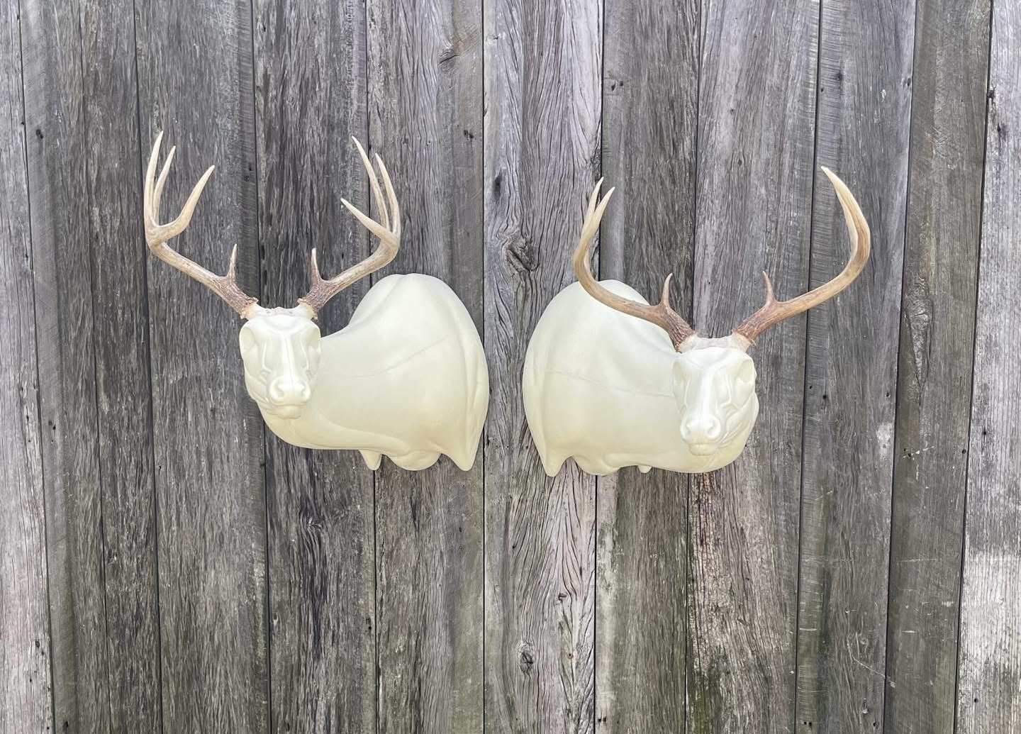 OSSL-18 & OSSR-18 — Offset Super Sneak whitetail taxidermy form by Mears Whitetail Forms
