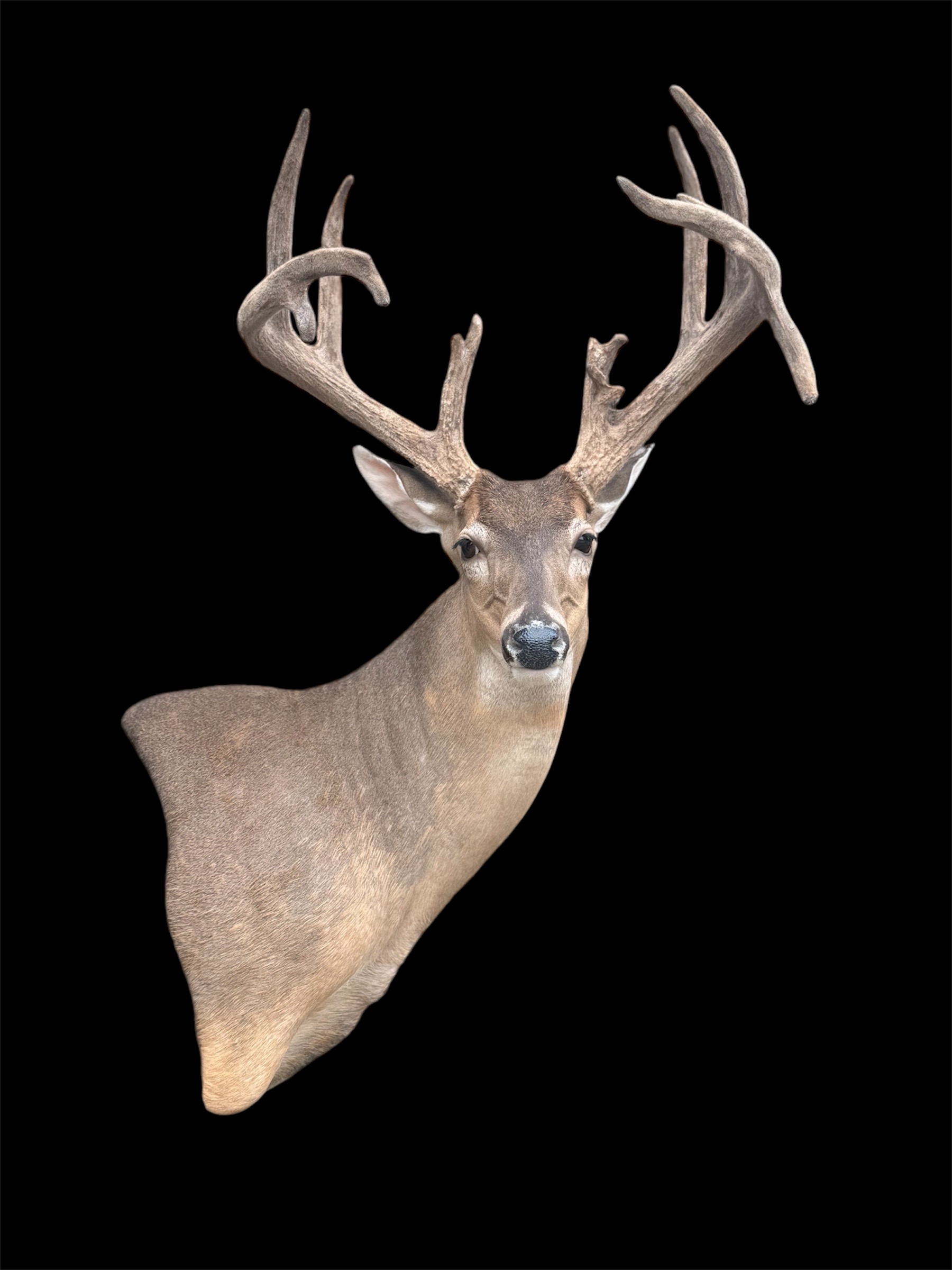 SUR-WP-19 · Cole Mears
