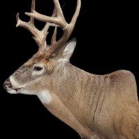 <b>Mounted by Todd Smith</b><br>
SSL-28