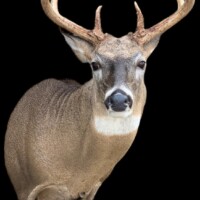 <b>Mounted by Cole Mears</b><br>
SSR-22