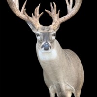 <b>Mounted by Cole Mears</b><br>
SUOL-22