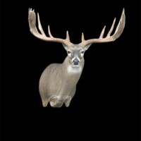 <b>Mounted by Cole Mears</b><br>
SUOR-22