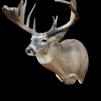 <b>Mounted by Alan Gobel</b><br>
FSL-23