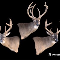 <b>Mounted by Cole Mears</b><br>
FSL-WP-18, SSR-WP-20, FSR-WP-22