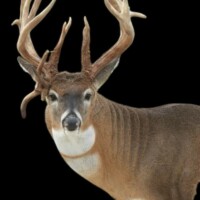 <b>Mounted by Todd Smith</b><br>
FSL-WP-24