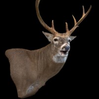 <b>Mounted by Cole Mears</b><br>
FSR-WP-25