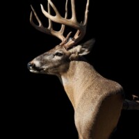 <b>Mounted by Herman Parker</b><br>
SUL-WP-22