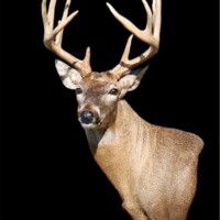 <b>Mounted by Herman Parker</b><br>
SUL-WP-22