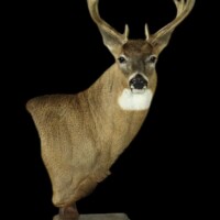 <b>Mounted by Cory Hammett</b><br>
SUR-WP-21