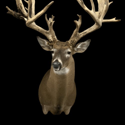 <b>Mounted by Grant Fancher</b><br>
UPRT-20