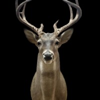 <b>Mounted by Austin Sulllivan</b><br>
UPST-18